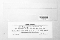 Triphragmium echinatum image
